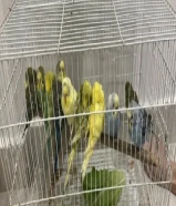 Budgies for sale
