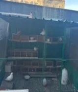 طيور دشتي باكستاني زاجل شمسي