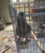 للبيع كاسكو