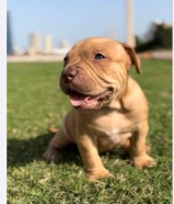 3 classic Pitbull puppies, age 45. a day, price 200 dinars