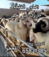 اضاحي الخليفه65821385