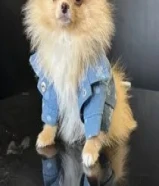 TEA CUP POMERANIAN