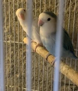 male opline femail albino