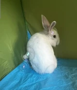 أرنب للبيع