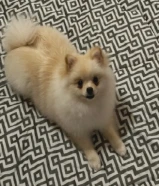 Pomeranian Female - بومرينيان انثى 5 months