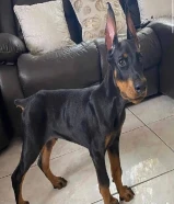 Doberman Pinscher Puppies Available
