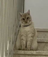 قط ذكر اسمه بيشو