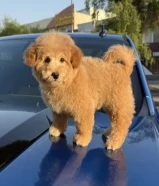 توي بودل نثيه عمرها شهرين ونص حالتها ممتازه جدا