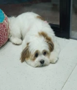 كلبه مفقودة