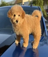 توي بودل نثيه عمرها شهرين ونص حالتها ممتازه جدا