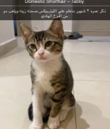للتبني قط ذكر عمره 3 شهور