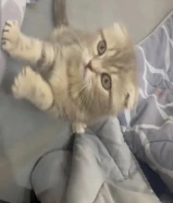 قطوه سكوتش فولد