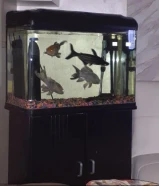 حوض سمك كامل