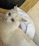 قطة عمرها سنة حنونة جدا طالبة التزاوج