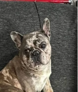 frence bulldog