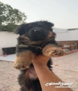 جيرمن شوبرد بلاك