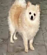 انثي معاها كل التطعيمات مع وجود دفتر التطعيمات