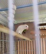 للبيع قفص مع فشرات ازواج