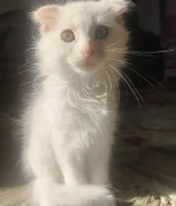 Persian + Scottish fold kitten available for adoption