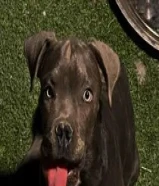 كلب كين كورسو للبيع