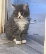 قطه عمرها شهرين انثى