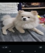 للبيع بومرينيان