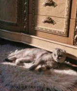 British scottish fold female cat قطة بريتش سكوتش فولد للزواج