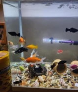 للبيع حوض سمك