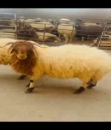 قصاب متنقل تحت الطلب