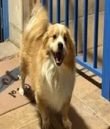 كلب ذكر مطعم