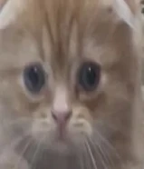 كيتن للبيع