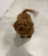 A female dog Luna Vaccinated for sale Fnaitaise