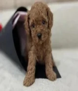 للبيع توي بودل نثيه وذكر