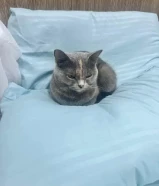 قطط للتبني