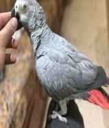 للبيع كاسكو فل ربوه نثيه محلله