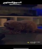 ميركات ذكر