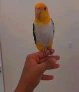 للبيع كاياك وايت بيلي