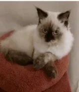 قطه انثى ( تم تعقيم القطه ) اخذت جميع المطاعيم الضروريه.. عمر القطه 8 اشهر66972724