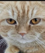 قط شيرازى اليف ومسلي للتبني