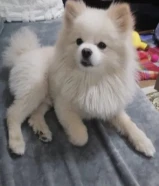 للبيع بومرينيان