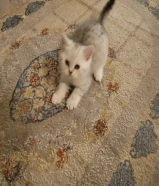 للبيع قطوه نثيه سكوتش ستريت