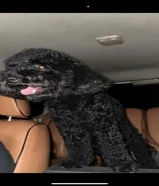 للبيع بودل بصحة جدا ممتازه