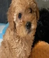 sale toy poodle