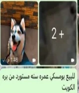 للبيع كلب بومسكي