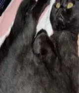 للبيع قطه سكوتش فولد