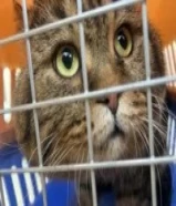 قط لتنبني مجانا عمره 5 سنوات