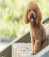 مطلوب كلب بودل للتبني