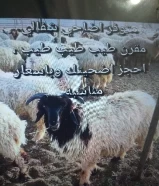 احجز اضحيتك