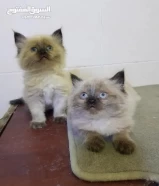 scottish fold and persian crossbreed